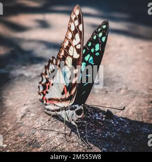 Nahaufnahme eines gewöhnlichen jay (Graphium doson) Schmetterlings, der auf dem Boden ruht Stockfoto