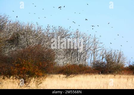 Wald auf der kleinen Insel Greifswalder Oie, tot durch riesige Mengen an Vogelexkrementen. Stockfoto
