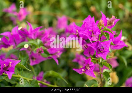 Nahaufnahme einer rosafarbenen Bougainvillea-Blume in natürlicher Atmosphäre Stockfoto