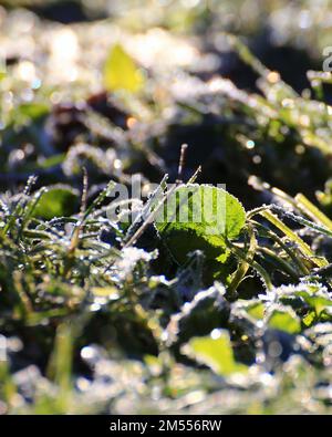 Heiserfrost auf Blättern und Gras auf dem Boden. Stockfoto