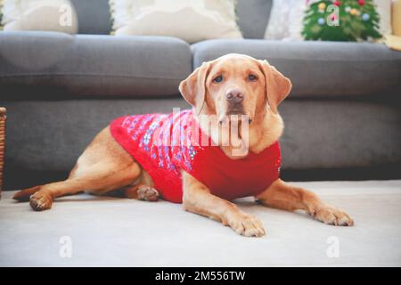 Ein süßer, fuchs-roter Labrador Retriever-Hund in einem gemütlichen Innenraum, der einen Weihnachtspullover trägt und sich während der Energiekrise warm hält Stockfoto