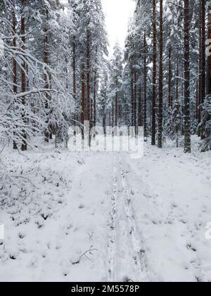 Dichter Kiefernwald mit Skipisten im winterlichen Norden Schwedens. Stockfoto