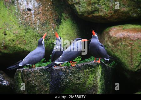 Vier inka-Seen (Larosterna inca) sitzen auf Felsen und schreien. Stockfoto