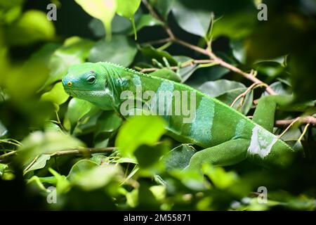 Männlicher Lau-Bänder-Leguan (Brachylophus fasciatus) in üppiger grüner Vegetation. Stockfoto