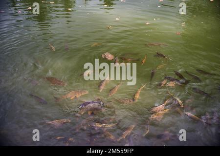 Nahaufnahme von Süßwasserfischen auf der Wasseroberfläche im natürlichen Fluss. Fischfütterung im selektiven Fokus. Stockfoto