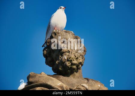 Statue von St. Jude Thaddeus auf der Karlsbrücke, Prag. Tschechische Republik. Stockfoto