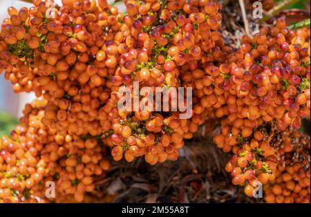 Nahaufnahme europäischer Fächerpalmenkerne in sonniger Atmosphäre Stockfoto