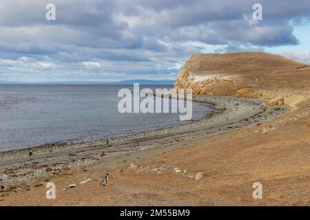 Wilder Magellanischer Pinguin auf der Isla Magdalena in der Nähe von Punta Arenas in chilenischem Patagonien Stockfoto