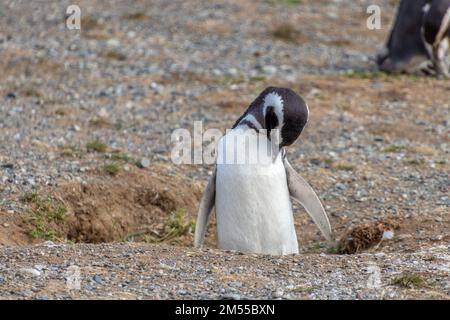 Wilder junger Magellan-Pinguin auf der Isla Magdalena in der Nähe von Punta Arenas in chilenischem Patagonien Stockfoto