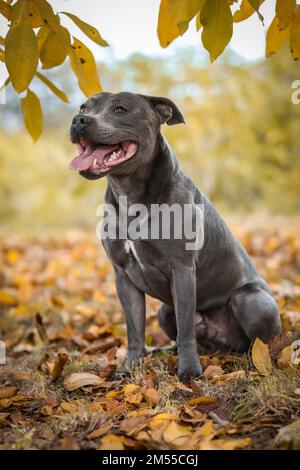 Vertikales Porträt von Blue Staffy im Herbst. Das lächelnde englische Staffordshire Bull Terrier befindet sich während der Herbstsaison im Oktober im Park. Stockfoto