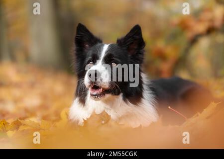 Happy Border Collie im Herbst. Lächeln Schwarzer und Weißer Hund liegt im Oktober in Orange Fallen Laub. Stockfoto