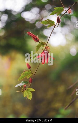 Blumen der Art Poinciana regia oder Delonix regia isoliert auf weißem Hintergrund. Die gebräuchlichsten Namen sind: royal poinciana, extravagant, Acacia rubra, phoenix f Stockfoto