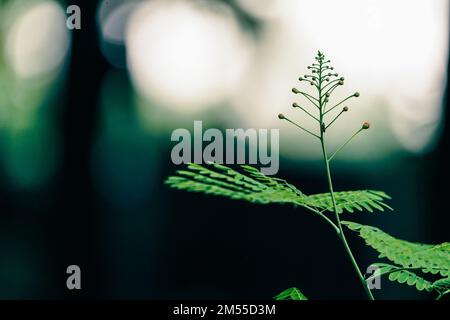 Blumen der Art Poinciana regia oder Delonix regia isoliert auf weißem Hintergrund. Die gebräuchlichsten Namen sind: royal poinciana, extravagant, Acacia rubra, phoenix f Stockfoto