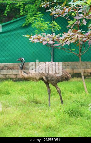 Ganzkörperansicht des Emu-Vogels, der hoch auf dem Grasfeld in der Nähe eines Baumes in einem Zoo oder Nationalpark steht, Emu (Dromaius novaehollandiae) ist die zweitgrößte Stockfoto