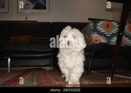 Maltesisch im Wohnzimmer (10 Jahre alt) Stockfoto