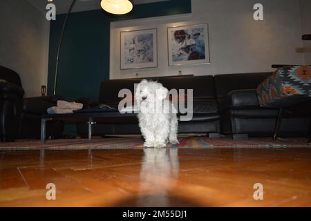 Maltesisch im Wohnzimmer (10 Jahre alt) Stockfoto