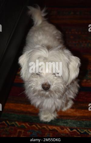 Maltesisch im Wohnzimmer (10 Jahre alt) Stockfoto