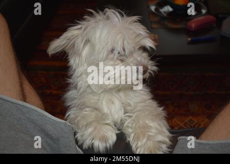 Maltesisch im Wohnzimmer (10 Jahre alt) Stockfoto