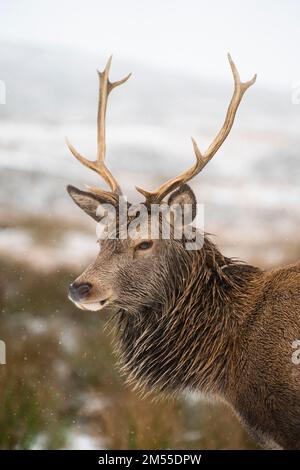 Glen Coe, Schottland, Großbritannien. 26. Dezember 2022 Rotwild im Kingshouse Hotel in Glen Coe. Am zweiten Weihnachtsfeiertag fiel in den schottischen Highlands schwerer Schnee auf höherem Boden. Iain Masterton/Alamy Live News Stockfoto