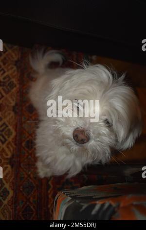 Maltesisch im Wohnzimmer (10 Jahre alt) Stockfoto