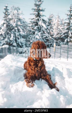 Süßer und lustiger irischer Setter, der im Schnee spielt und springt. Glücklicher Hund, der Spaß mit Schneeflocken hat. Winterfreude im Freien. Stockfoto