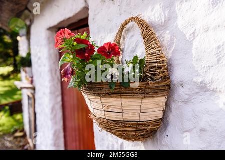 Blumen an der Wand einer süßen, weiß getünchten irischen Hütte, Kilmacreenan, Grafschaft Donegal, Republik Irland. Stockfoto