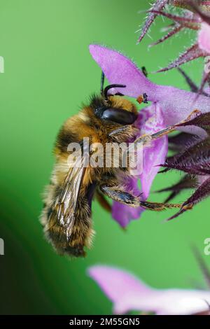 Natürliche Nahaufnahme einer männlichen Blütenbiene mit Gabelschwanzbauch, Anthophora furcata, die an einer violetten Blume aus Hecken-Wundkraut hängt, Stachys sylvatica im Garten Stockfoto
