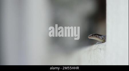 Eine flache Fokusaufnahme einer kleinen braunen Skink (Scincella lateralis) hinter der Wand Stockfoto