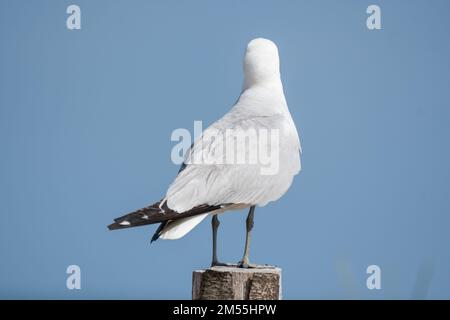 Audouin-Möwe, Larus audouinii, mit Blick auf den Horizont, Ebro Delta, Katalonien, Spanien Stockfoto