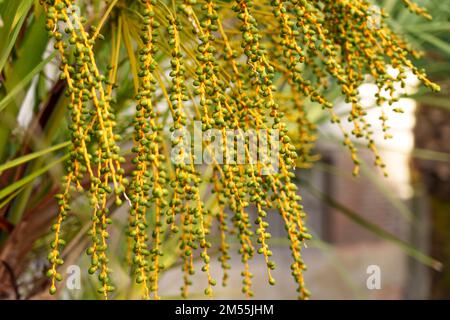 Kleine junge grüne Datteln einer Palme in einem arabischen tropischen Ziergarten aus der Nähe. Phoenix canariensis Stockfoto