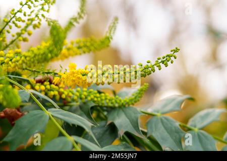 Gelbe Blumen von Mhonia japonica aus der Nähe Stockfoto