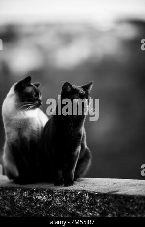 Zwei Straßenkatzen in einer romantischen Beziehung. Schwarzweißfoto. Stockfoto