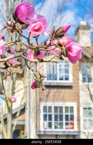 Blühender Magnolienbaum im Hintergrund eines Wohnzentrums Stockfoto