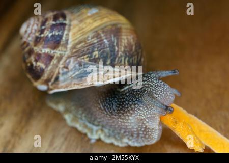 Nahaufnahme einer Schnecke auf einem Holztisch, die ein Stück Karotte isst Stockfoto