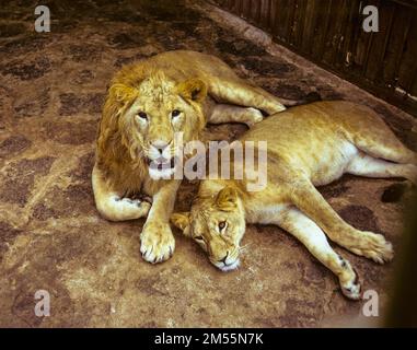 Äthiopien, 1970er, Löwen und Löwen, Ostafrika, Stockfoto
