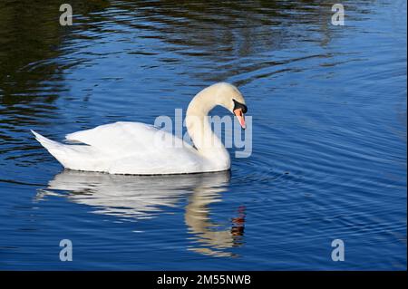 Sidcup, Kent. 26. Dezember 2022. Wetter in Großbritannien: Mute Swan ( Cygnus olor ), Foots Cray Meadows, Nature Reserve, Sidcup, Kent. UK Credit: michael melia/Alamy Live News Stockfoto