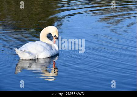 Sidcup, Kent. 26. Dezember 2022. Wetter in Großbritannien: Mute Swan ( Cygnus olor ), Foots Cray Meadows, Nature Reserve, Sidcup, Kent. UK Credit: michael melia/Alamy Live News Stockfoto