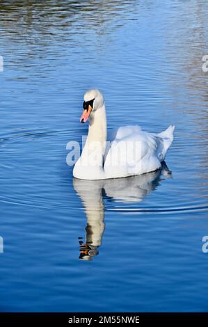 Sidcup, Kent. 26. Dezember 2022. Wetter in Großbritannien: Mute Swan ( Cygnus olor ), Foots Cray Meadows, Nature Reserve, Sidcup, Kent. UK Credit: michael melia/Alamy Live News Stockfoto