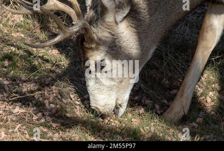 Weißwedelhirsche (Odocoileus virginianus), Weißwedelhirsche oder Virginia-Hirsche, Rocky Mountain Arsenal National Wildlife Refuge, Denver, Colorado, USA Stockfoto