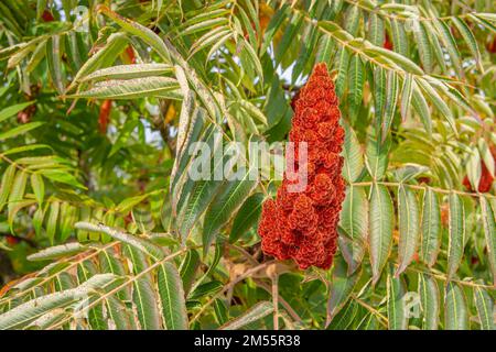 Staghorn Sumac - Rhus typhina, rote Trommelblüte im Spätsommer auf dem Baum in Slowenien Stockfoto