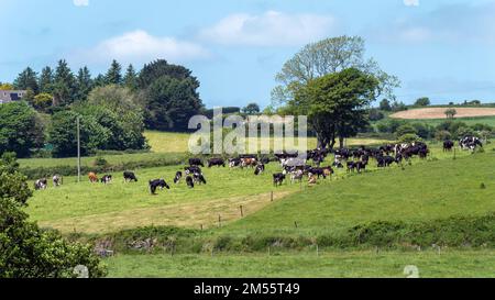 Kühe auf einer eingezäunten Weide an einem sonnigen Frühlingstag. Viehzucht. Kühe auf Freilandweiden. Biobauernhof in Irland, Grüngrasfeld. Stockfoto