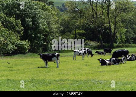 Mehrere junge schwarz-weiße Färsen auf einer grünen Weide an einem sonnigen Frühlingstag. Kühe auf Freilandhaltung. Landschaftsbau. Schwarz-weiße Kuh Stockfoto