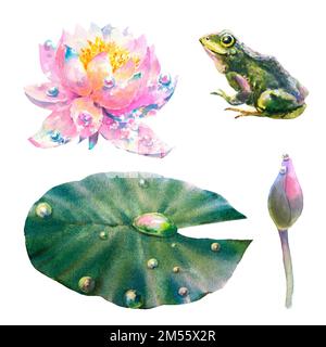 Aquarell-Darstellung, Satz Seerosenblüten, Blatt, Knospe und Frosch isoliert auf weißem Hintergrund. Handgefertigt Stockfoto