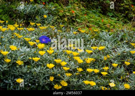 Einzelne lila Blume inmitten gelber Blüten, ,.Sydney, NSW, Australien Stockfoto