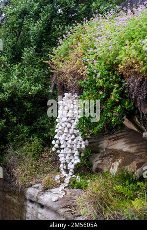 Skulptur am Meer 2022, die weltweit größte kostenlose Skulpturenausstellung auf Bondi to Tamarama Beach Coastal Walk, Sydney, NSW, Australien Stockfoto