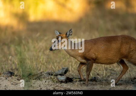 Seitenprofil von bellenden Hirschen oder Muntjac oder indischen Muntjac oder roten Muntjac oder Muntiacus Muntjak Portrait ein Geweih während Outdoor Dschungel Wildlife Safari Stockfoto