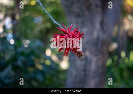 Rote Blume von Erythrina rubrinervia oder Roter Korallenbaum auf verschwommenen Blättern Stockfoto