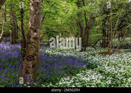 Eine Fülle von Bärlauch und Blaubellen im Wald in Sussex Stockfoto