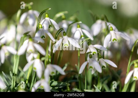 Eine Gruppe von Schneeglöckchen, die in der späten Wintersonne wachsen Stockfoto