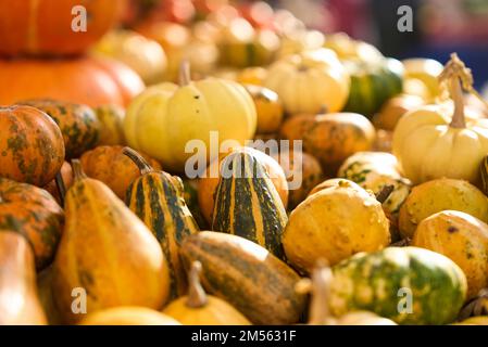 Farbenfrohe Kürbisse auf dem Herbstmarkt. Stockfoto